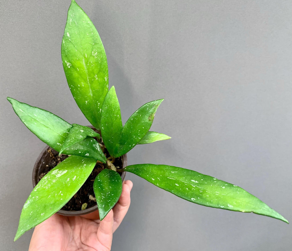 Hoya Pubicalyx in 3.5-4” Pot - Wax Plant - Speckled Leaf Hoya - Tropical Indoor Houseplant