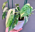 EXACT PLANT | Epipremnum Pinnatum Albo  Variegated – Highly Variegated Rare Aroid 7" Pot #F