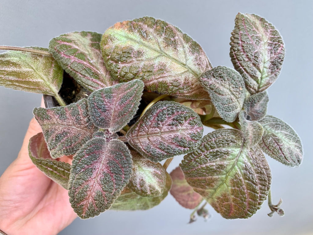Pink Panther Episcia Plant | Flame Violet, Pink Foliage Houseplant (3.5″ Pot) Red flower