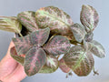 Pink Panther Episcia Plant | Flame Violet, Pink Foliage Houseplant (3.5″ Pot) Red flower