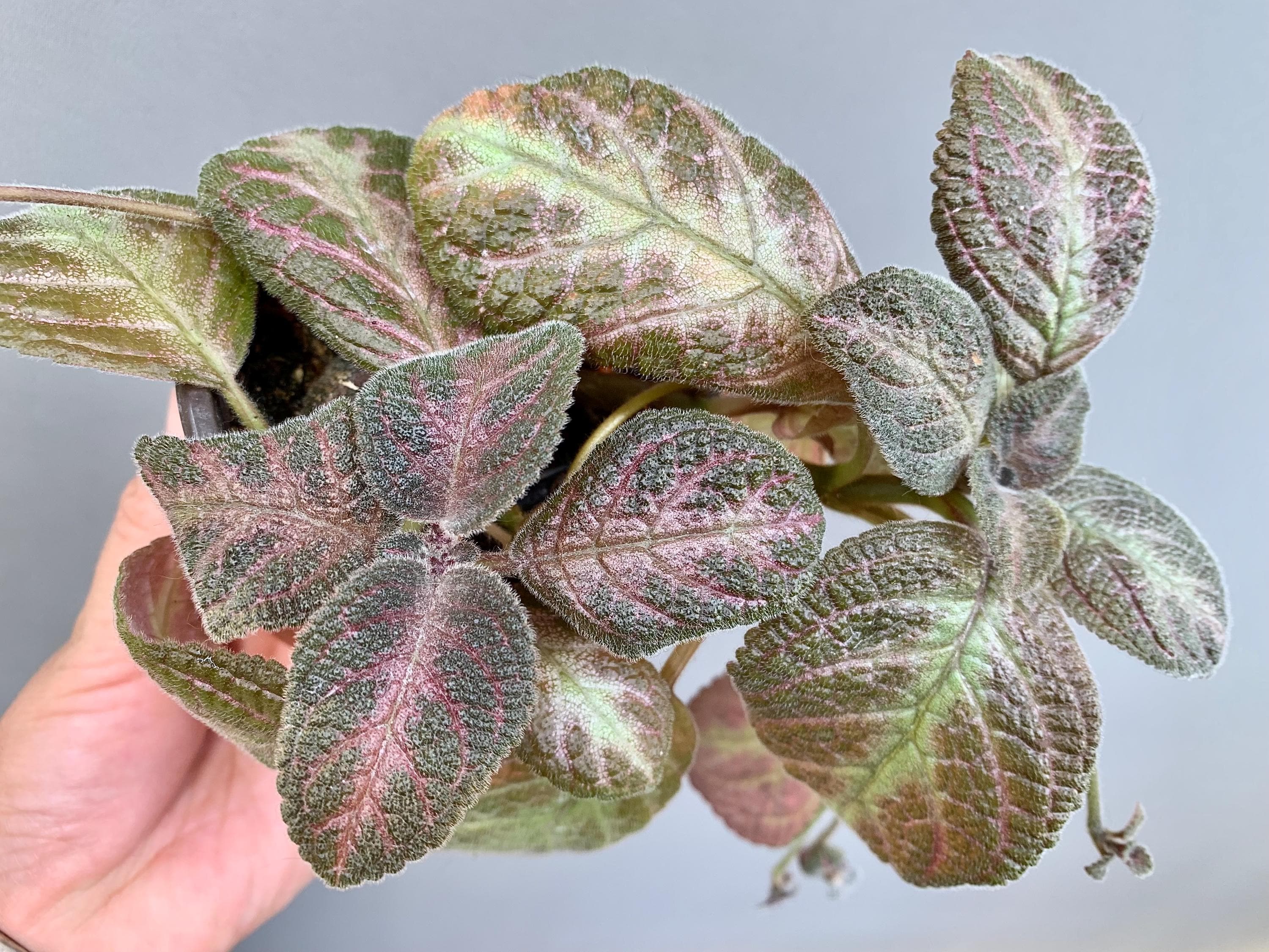 Pink Panther Episcia Plant | Flame Violet, Pink Foliage Houseplant (3.5″ Pot) Red flower