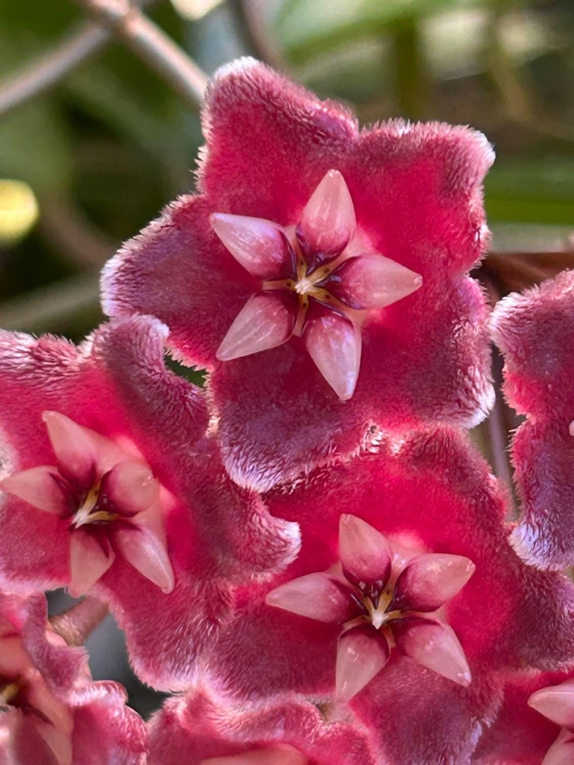 Hoya Pubicalyx in 3.5-4” Pot - Wax Plant - Speckled Leaf Hoya - Tropical Indoor Houseplant