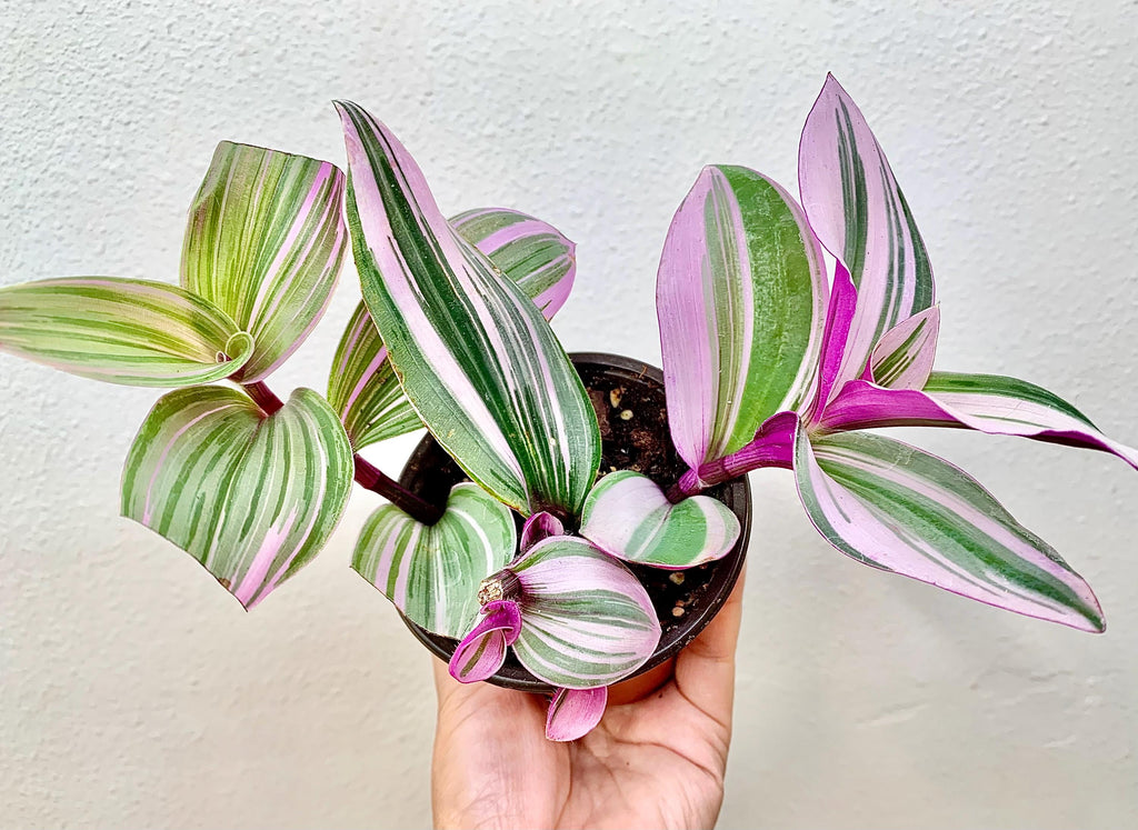 Tradescantia Nanouk Plant, Pink Wandering Dude, Variegated Indoor Houseplant, Rooted in 3.5" Pot
