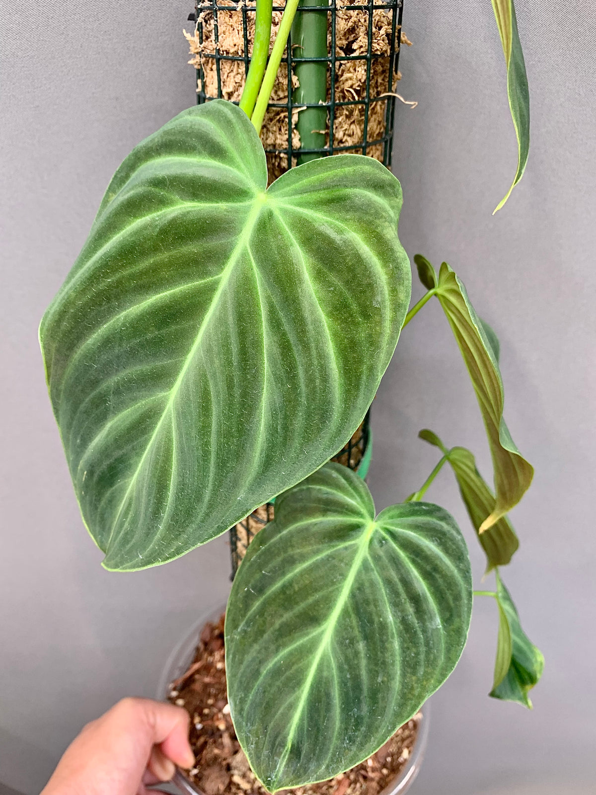 Exact Plant – Philodendron Micans – Mature Velvet Leaf Climbing Houseplant in 7” Pot