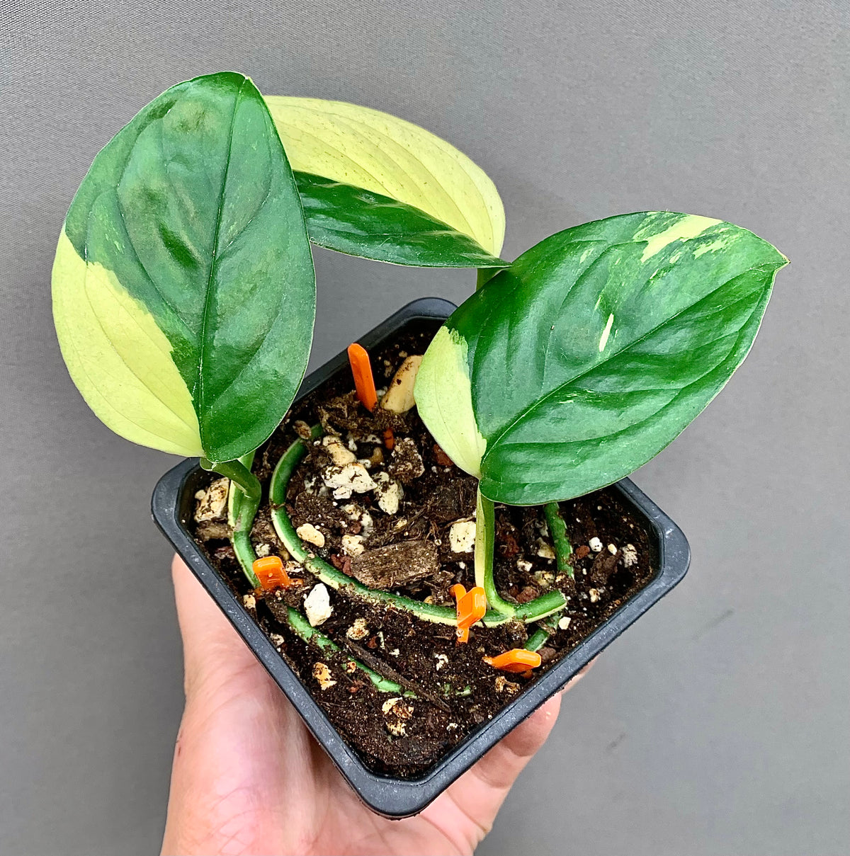 Exact Plant | Rare Monstera Acacoyaguensis Variegated #D  - High Variegation 3.5" Pot