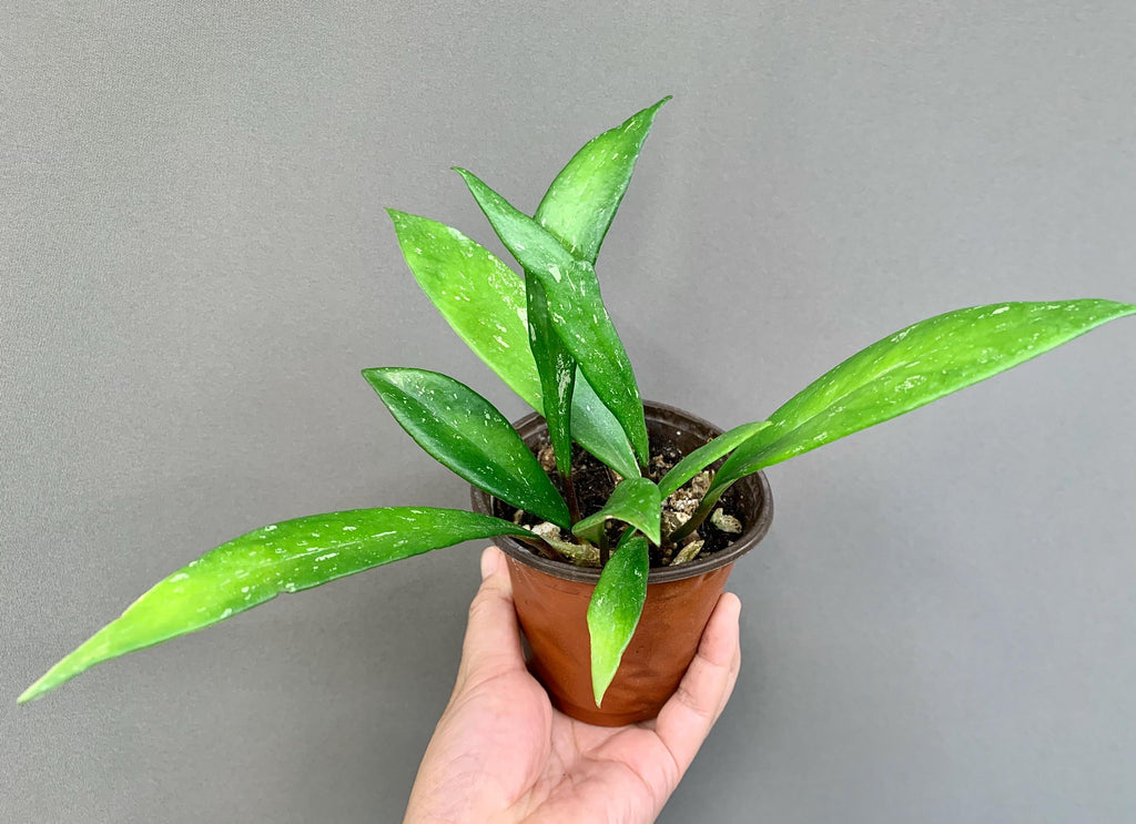 Hoya Pubicalyx in 3.5-4” Pot - Wax Plant - Speckled Leaf Hoya - Tropical Indoor Houseplant