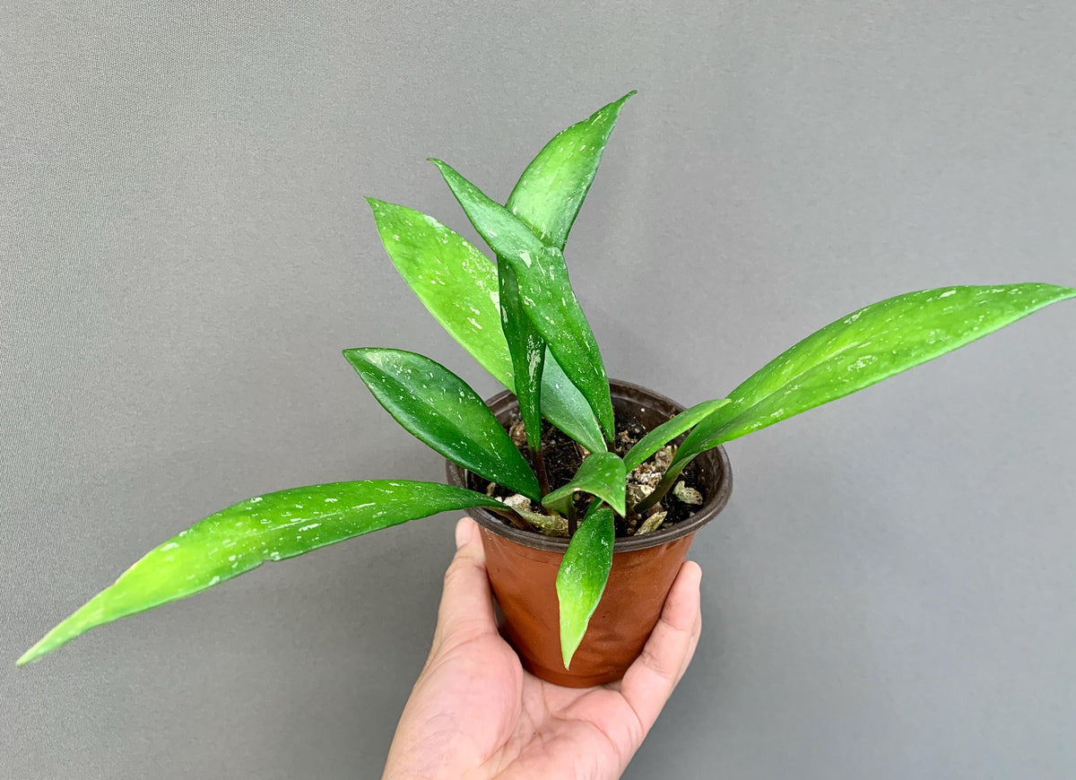 Hoya Pubicalyx in 3.5-4” Pot - Wax Plant - Speckled Leaf Hoya - Tropical Indoor Houseplant