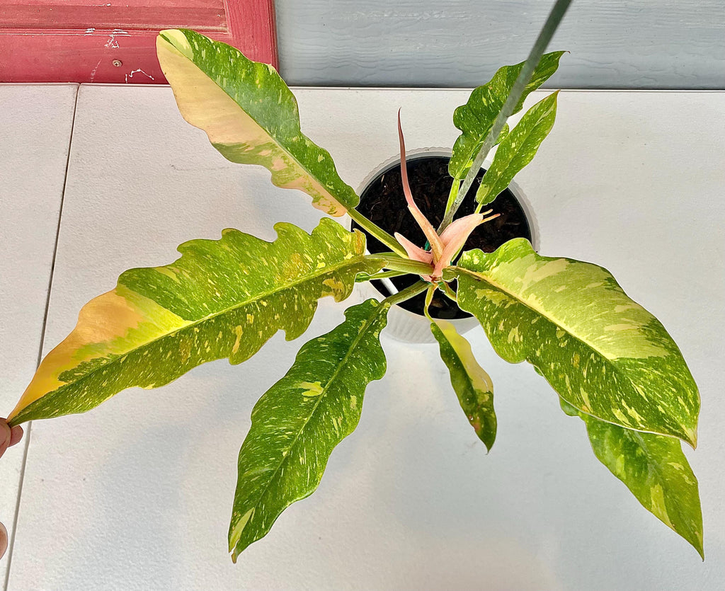 Exact Plant Philodendron Ring of Fire Variegated Live Plant 6” Pot Mature Multi Leaf Rare Aroid Houseplant