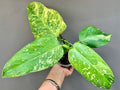 Exact Plant - Rare Variegated Philodendron Jose Buono | Highly Variegated Tropical Houseplant | Established Live Plant in 4" Pot