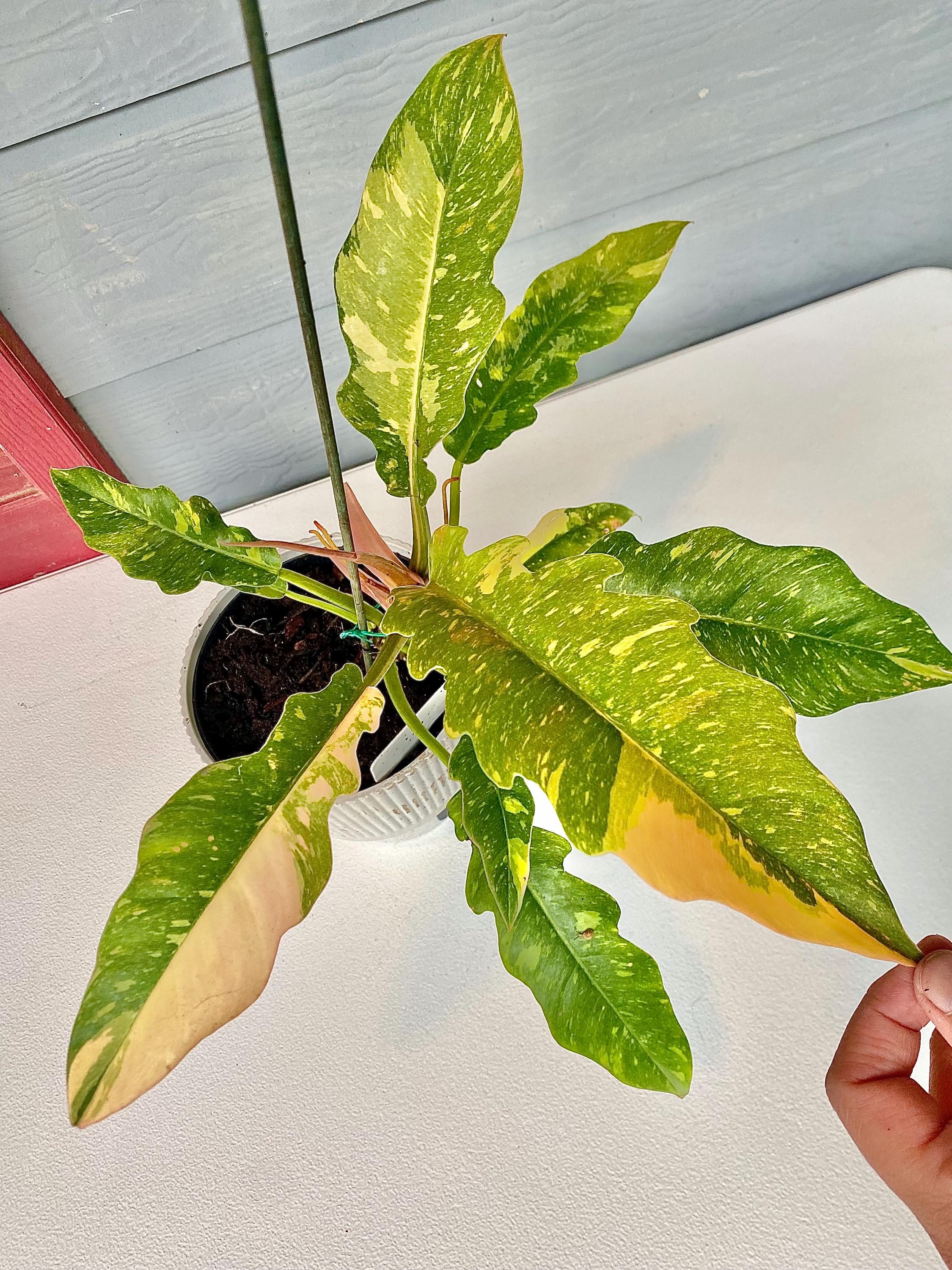 Exact Plant Philodendron Ring of Fire Variegated Live Plant 6” Pot Mature Multi Leaf Rare Aroid Houseplant