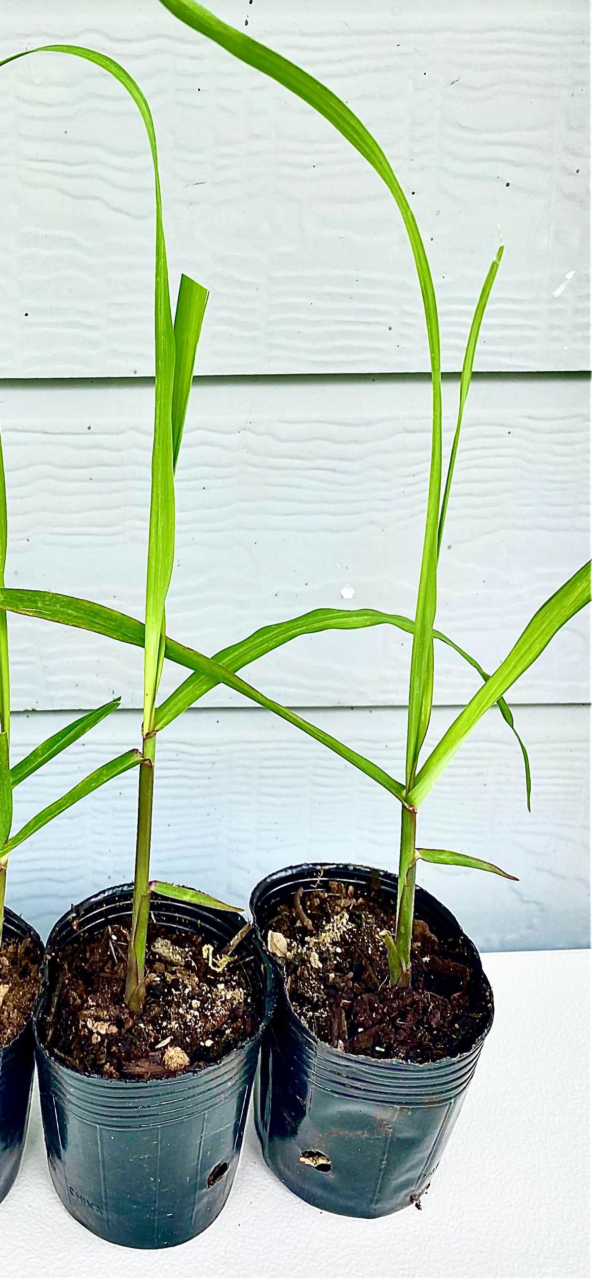 Starter Plant- Black Purple Sugarcane (Rooted Cutting, 1–8 Pack)