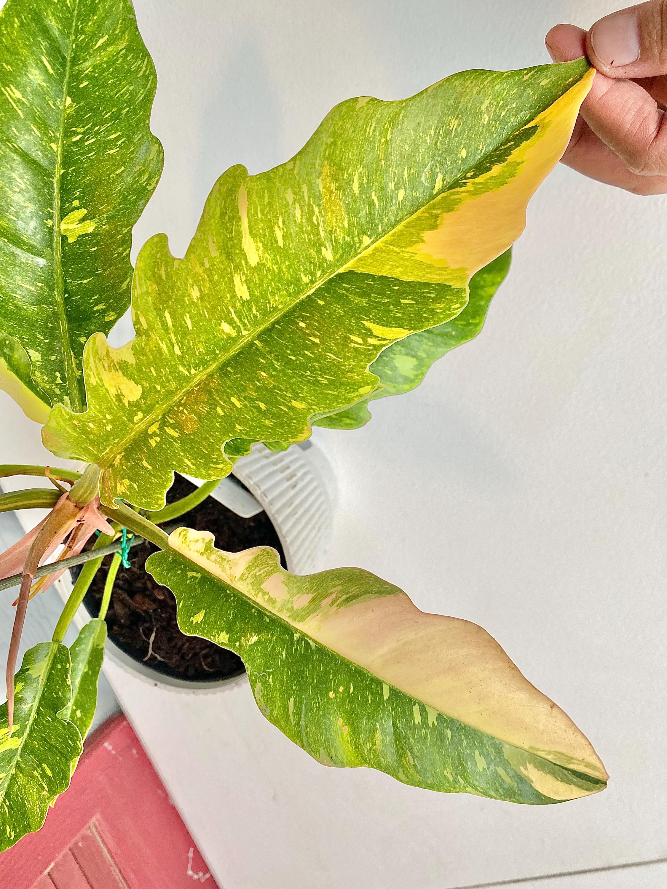 Exact Plant Philodendron Ring of Fire Variegated Live Plant 6” Pot Mature Multi Leaf Rare Aroid Houseplant