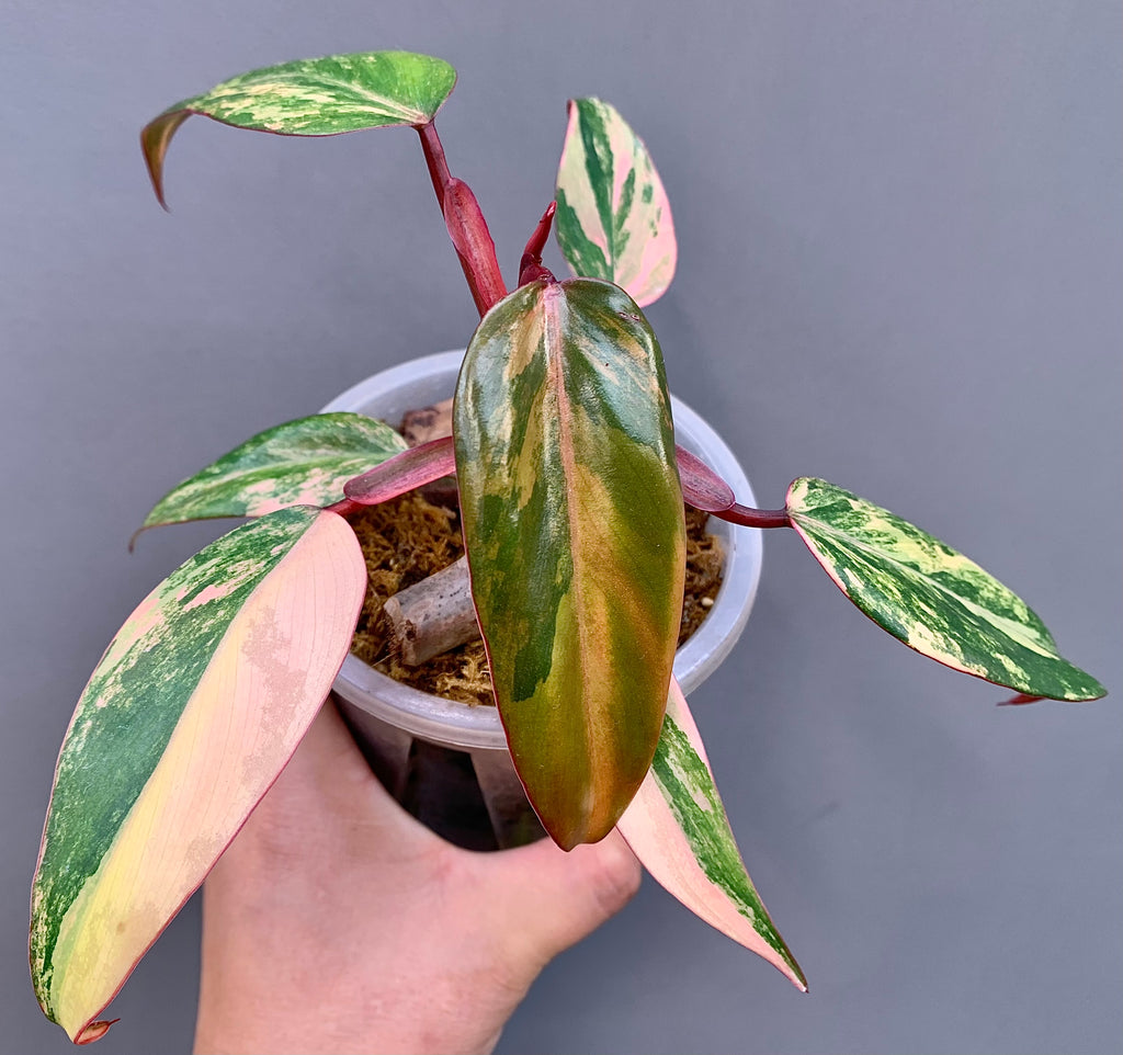 Exact plant Philodendron Strawberry Shake – 4” Pot – Established Plant – Rooted – Variegated