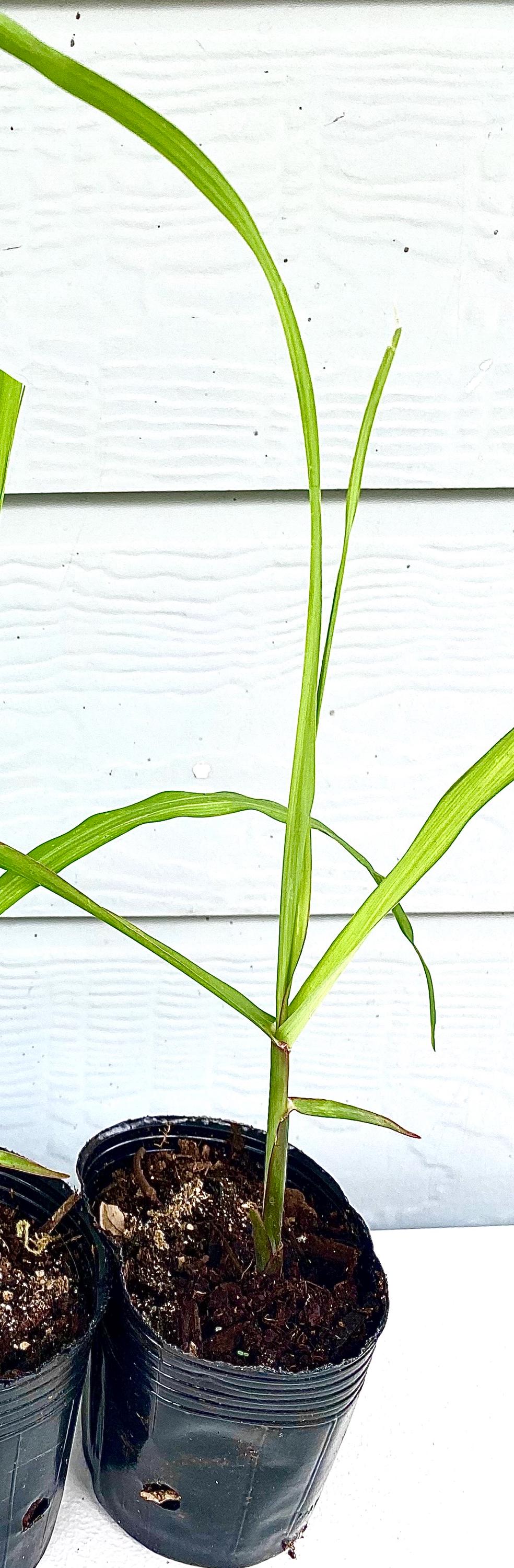 Starter Plant- Black Purple Sugarcane (Rooted Cutting, 1–8 Pack)