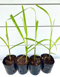 Starter Plant- Black Purple Sugarcane (Rooted Cutting, 1–8 Pack)