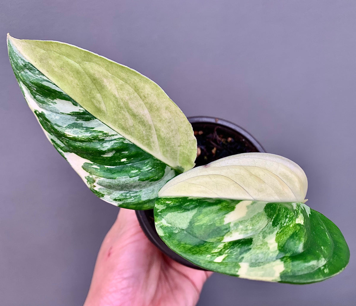 Exact Plant | Rare Monstera Acacoyaguensis Variegated #E  - High Variegation 3.5" Pot