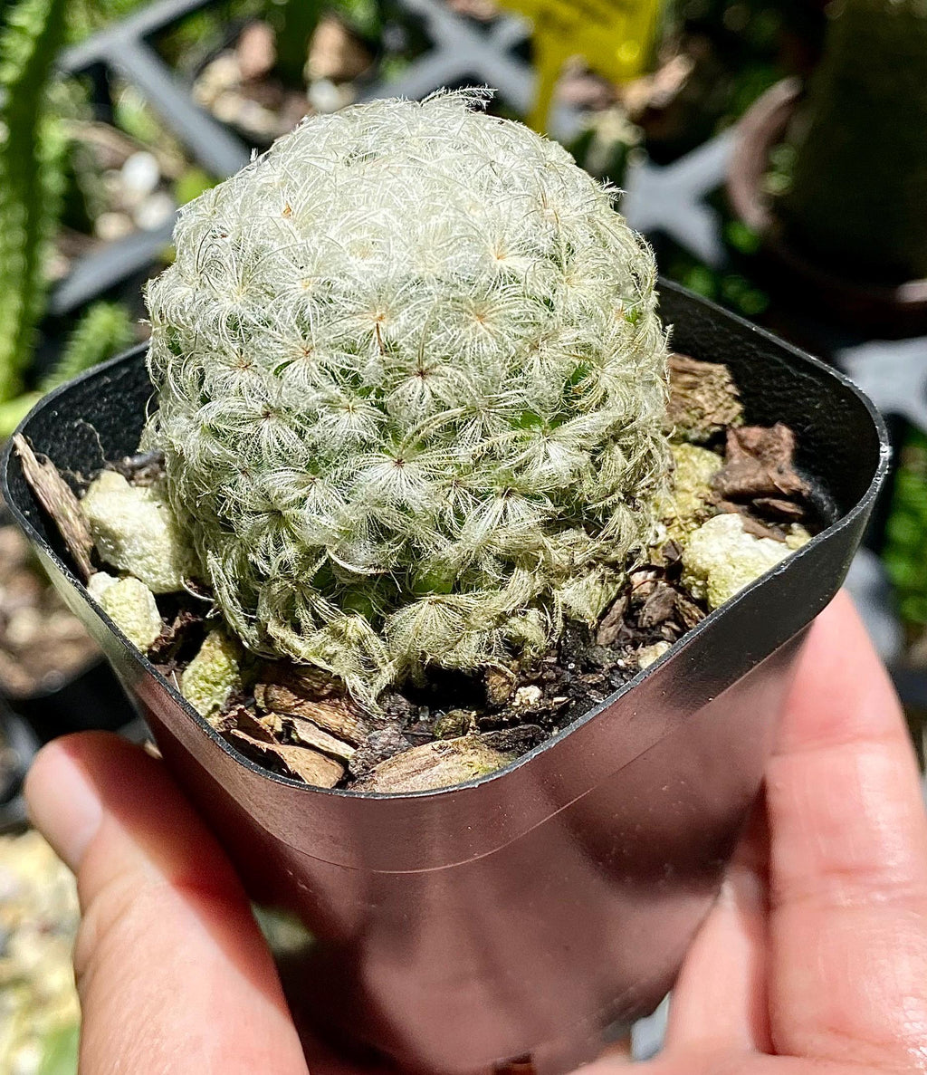 Mammillaria Plumosa – Feather Cactus – Live Cactus Plant in 2.2” Pot – Soft White Cactus