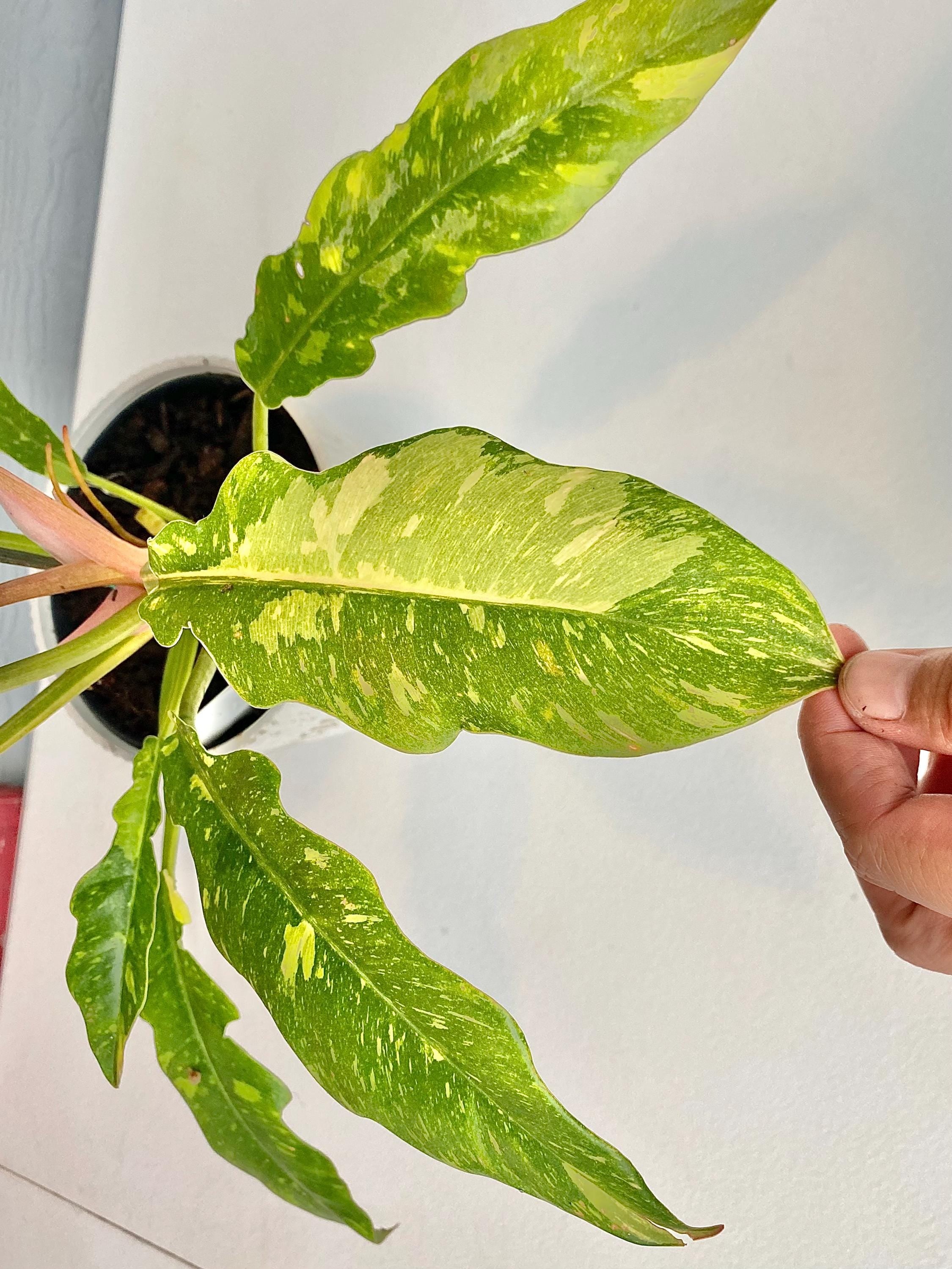 Exact Plant Philodendron Ring of Fire Variegated Live Plant 6” Pot Mature Multi Leaf Rare Aroid Houseplant
