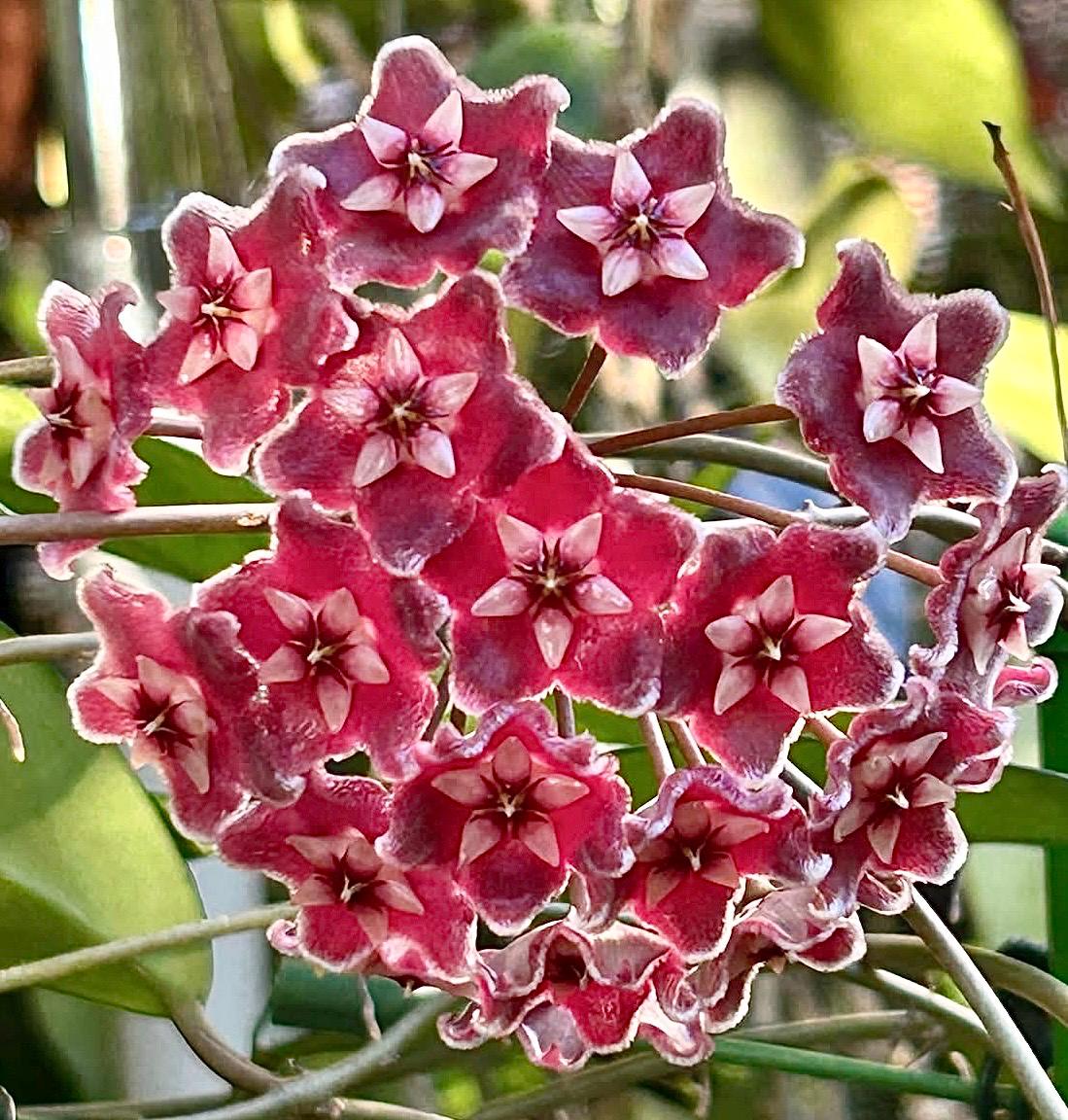 Hoya Pubicalyx in 3.5-4” Pot - Wax Plant - Speckled Leaf Hoya - Tropical Indoor Houseplant