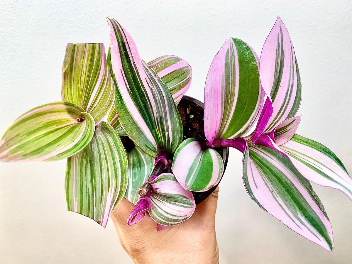 Tradescantia Nanouk Plant, Pink Wandering Dude, Variegated Indoor Houseplant, Rooted in 3.5" Pot