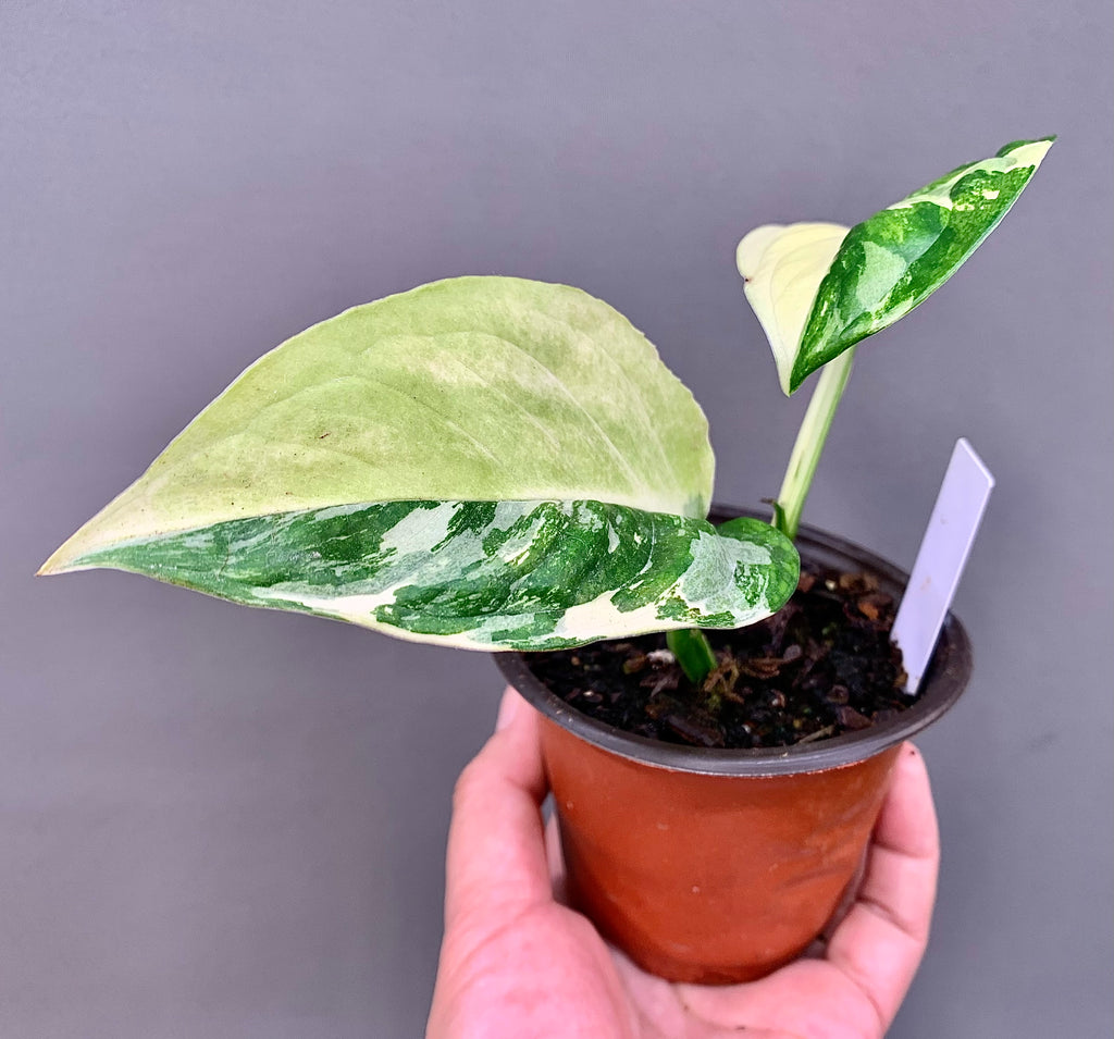 Exact Plant | Rare Monstera Acacoyaguensis Variegated #E  - High Variegation 3.5" Pot
