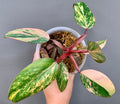 Exact plant Philodendron Strawberry Shake – 4” Pot – Established Plant – Rooted – Variegated