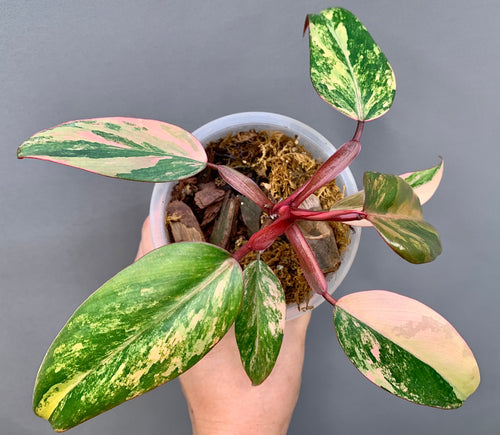Exact plant Philodendron Strawberry Shake – 4” Pot – Established Plant – Rooted – Variegated