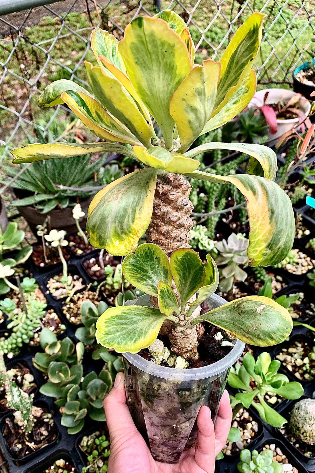 Exact Plant – Euphorbia poissonii Variegated | Rare Variegated Spiny Euphorbia | Thick Caudex Double Head | Rooted Plant