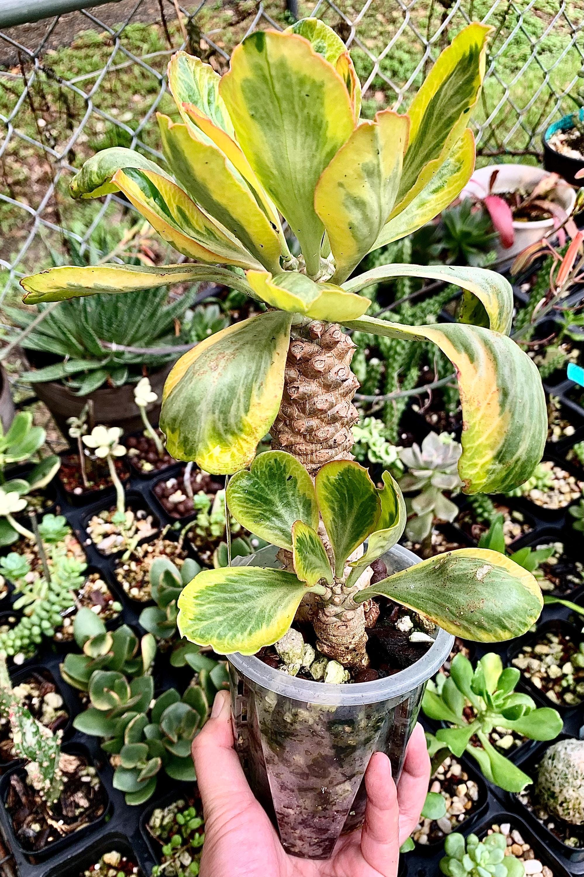 Exact Plant – Euphorbia poissonii Variegated | Rare Variegated Spiny Euphorbia | Thick Caudex Double Head | Rooted Plant