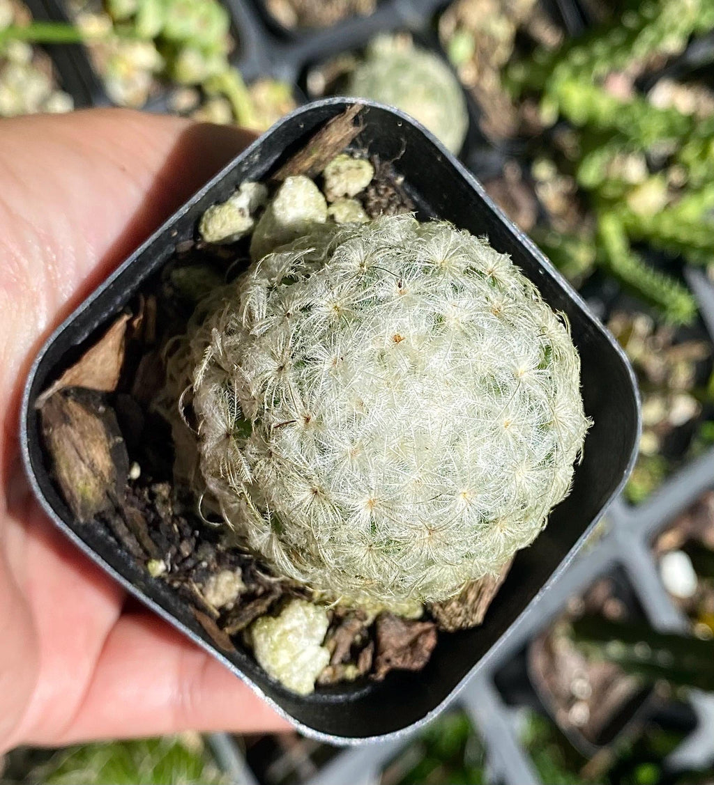 Mammillaria Plumosa – Feather Cactus – Live Cactus Plant in 2.2” Pot – Soft White Cactus