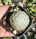 Mammillaria Plumosa – Feather Cactus – Live Cactus Plant in 2.2” Pot – Soft White Cactus