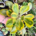 Exact Plant – Euphorbia poissonii Variegated | Rare Variegated Spiny Euphorbia | Thick Caudex Double Head | Rooted Plant