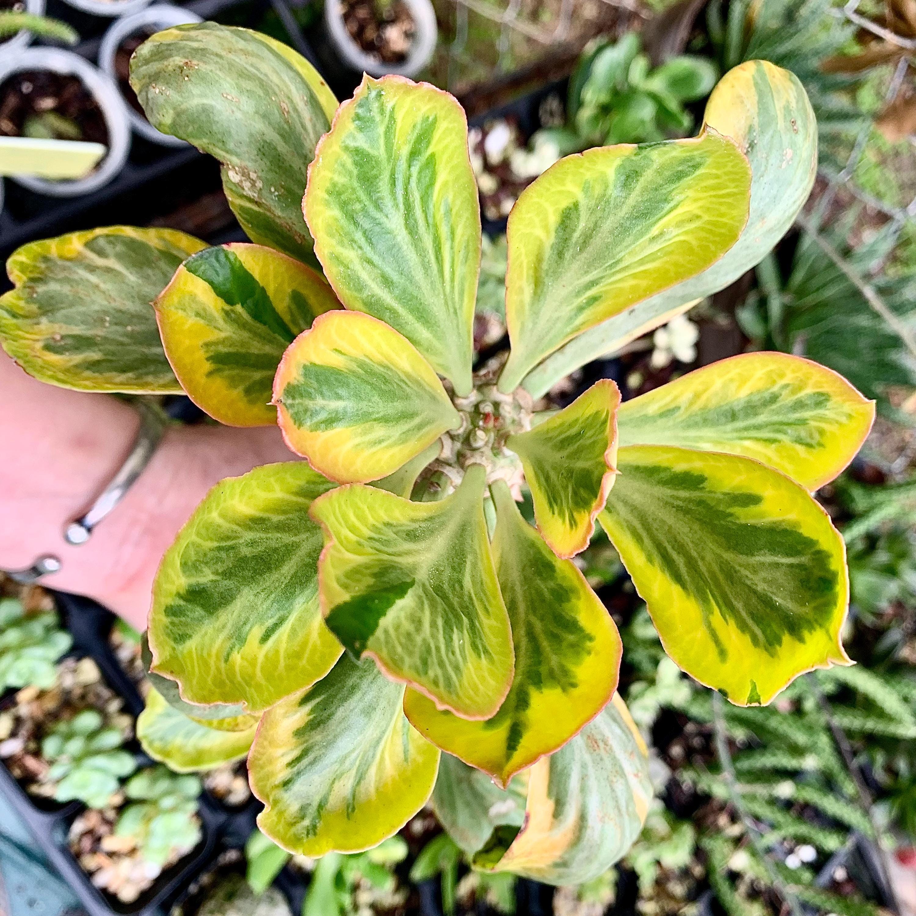Exact Plant – Euphorbia poissonii Variegated | Rare Variegated Spiny Euphorbia | Thick Caudex Double Head | Rooted Plant