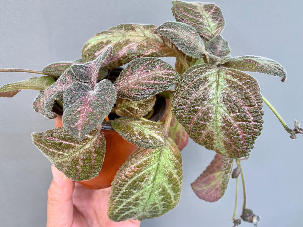 Pink Panther Episcia Plant | Flame Violet, Pink Foliage Houseplant (3.5″ Pot) Red flower