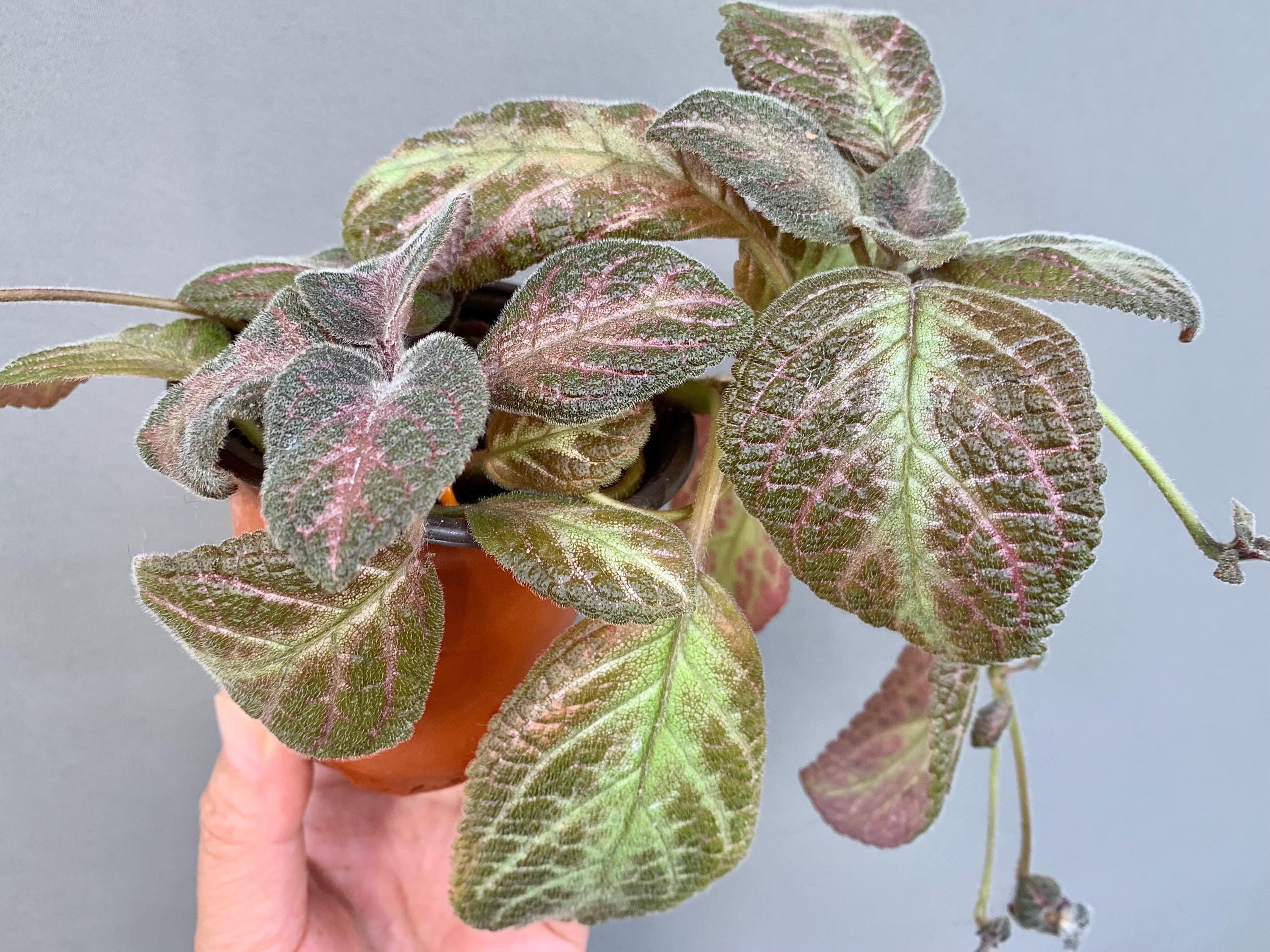 Pink Panther Episcia Plant | Flame Violet, Pink Foliage Houseplant (3.5″ Pot) Red flower
