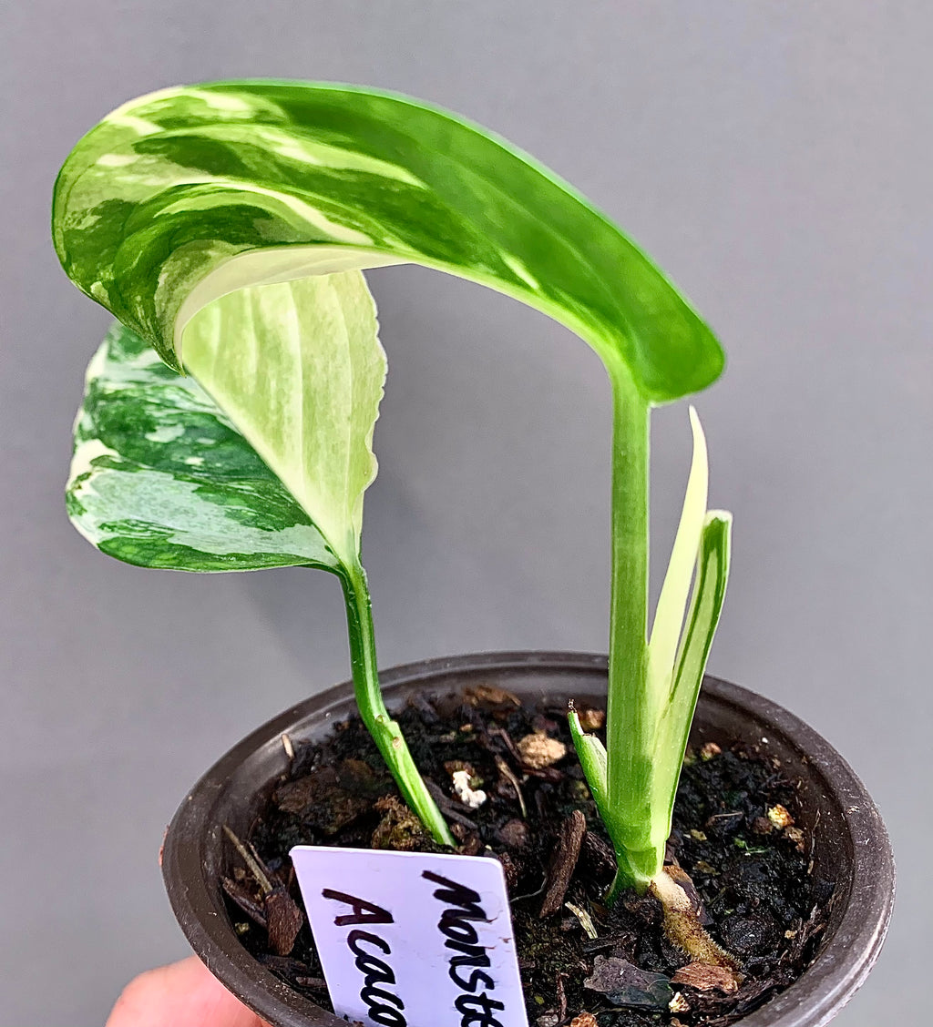 Exact Plant | Rare Monstera Acacoyaguensis Variegated #E  - High Variegation 3.5" Pot