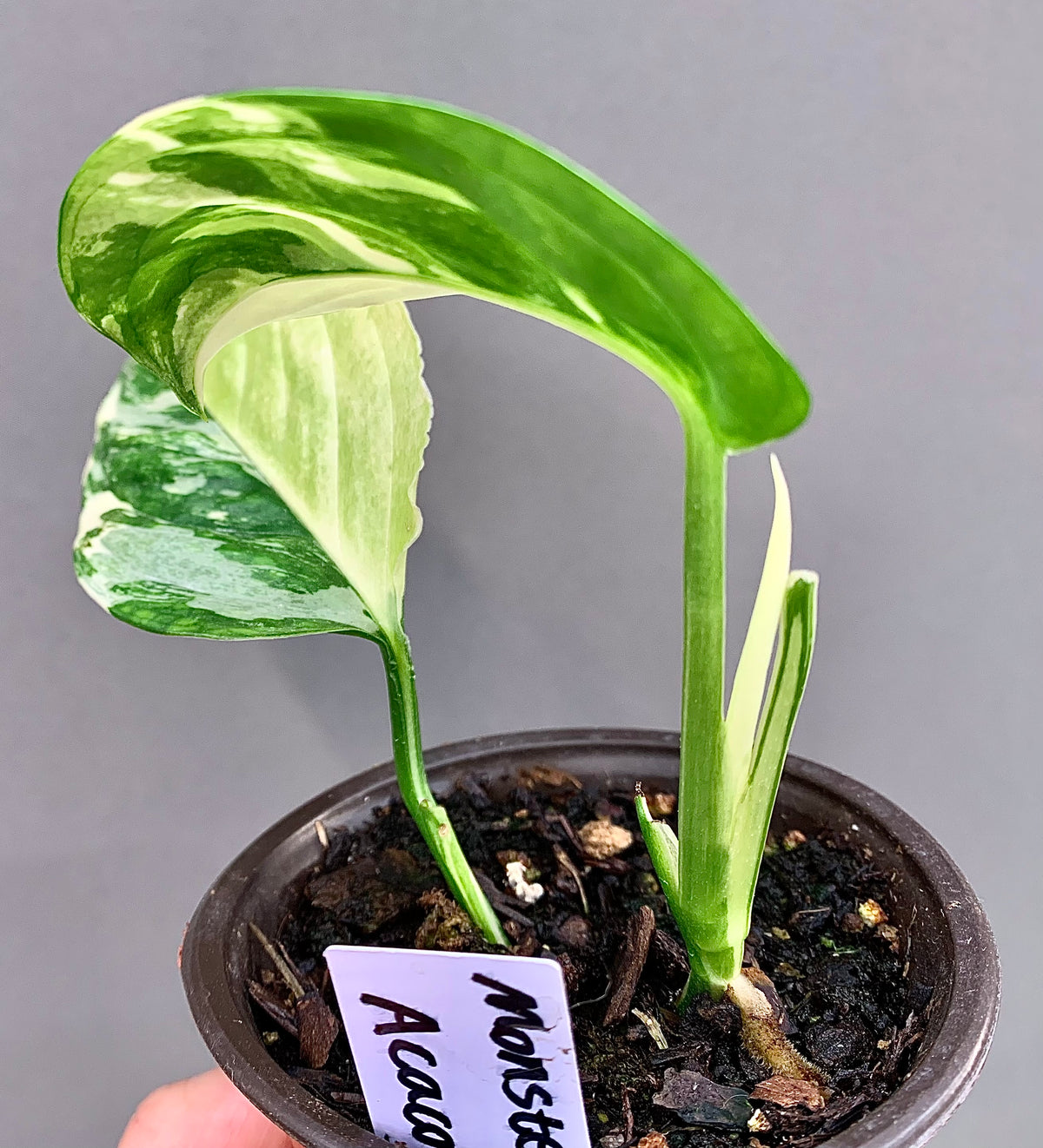 Exact Plant | Rare Monstera Acacoyaguensis Variegated #E  - High Variegation 3.5" Pot