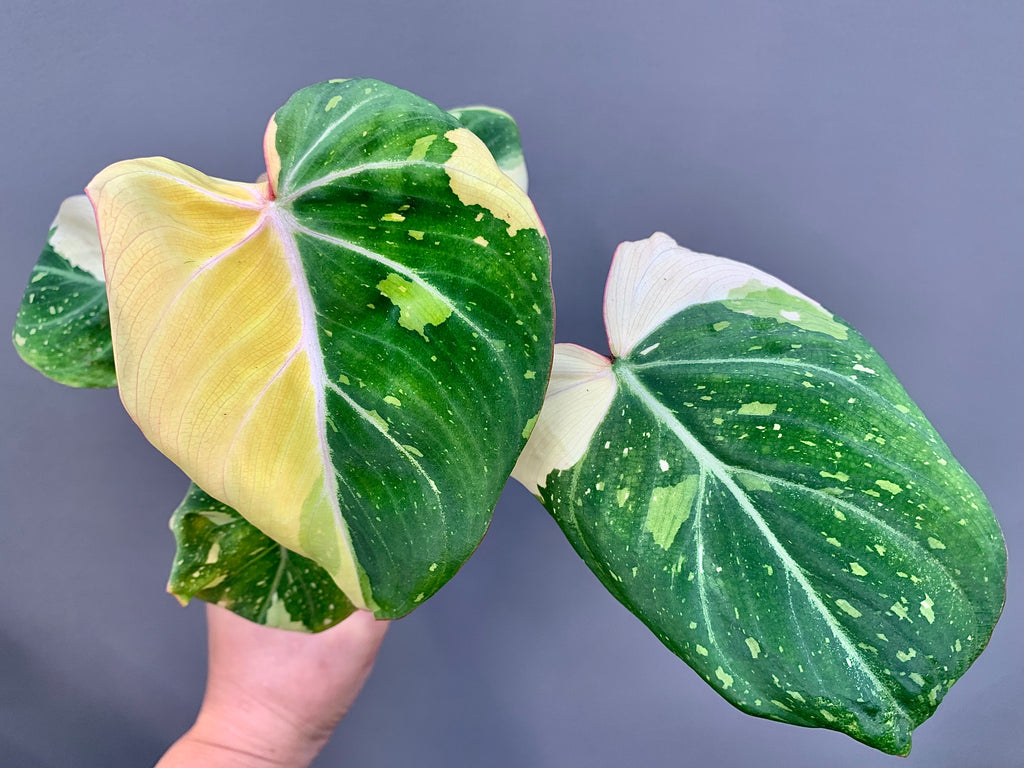 EXACT PLANT - Rare Variegated Philodendron Gloriosum Type 2 – 4" Pot