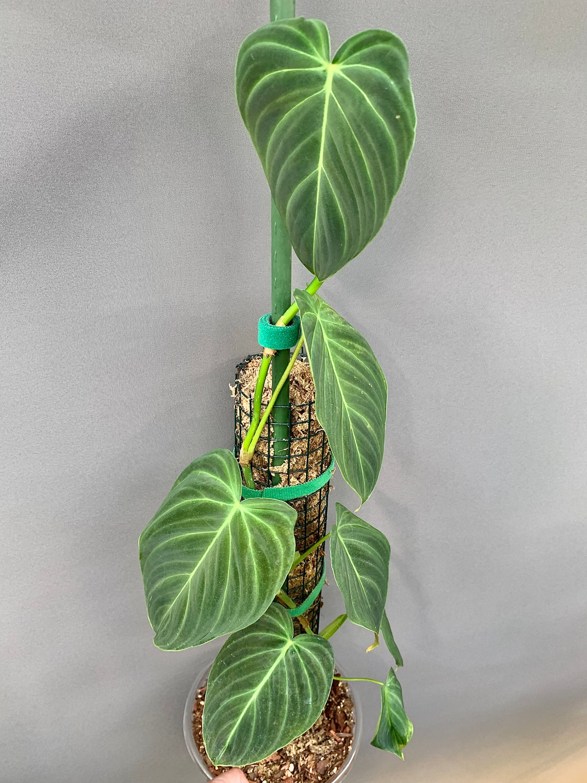 Exact Plant – Philodendron Micans – Mature Velvet Leaf Climbing Houseplant in 7” Pot