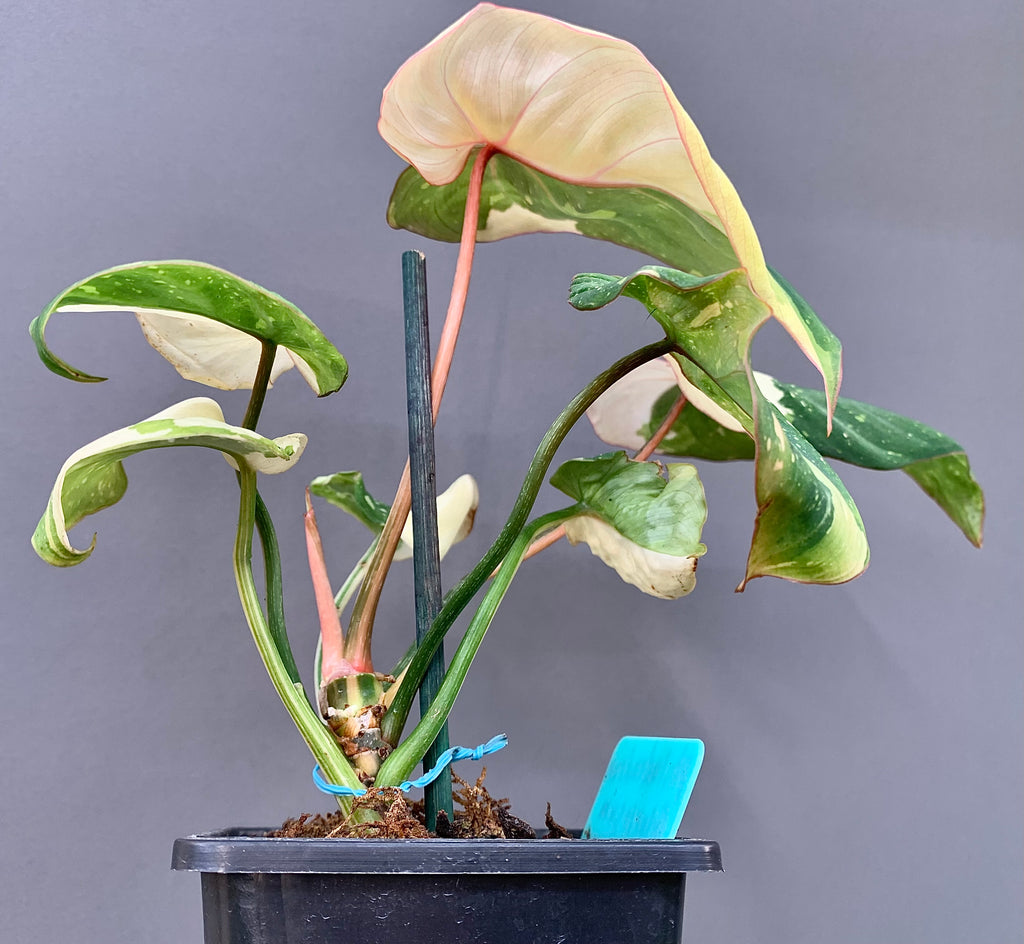 EXACT PLANT - Rare Variegated Philodendron Gloriosum Type 2 – 4" Pot