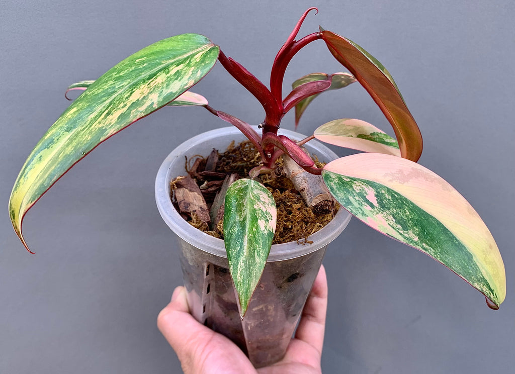 Exact plant Philodendron Strawberry Shake – 4” Pot – Established Plant – Rooted – Variegated