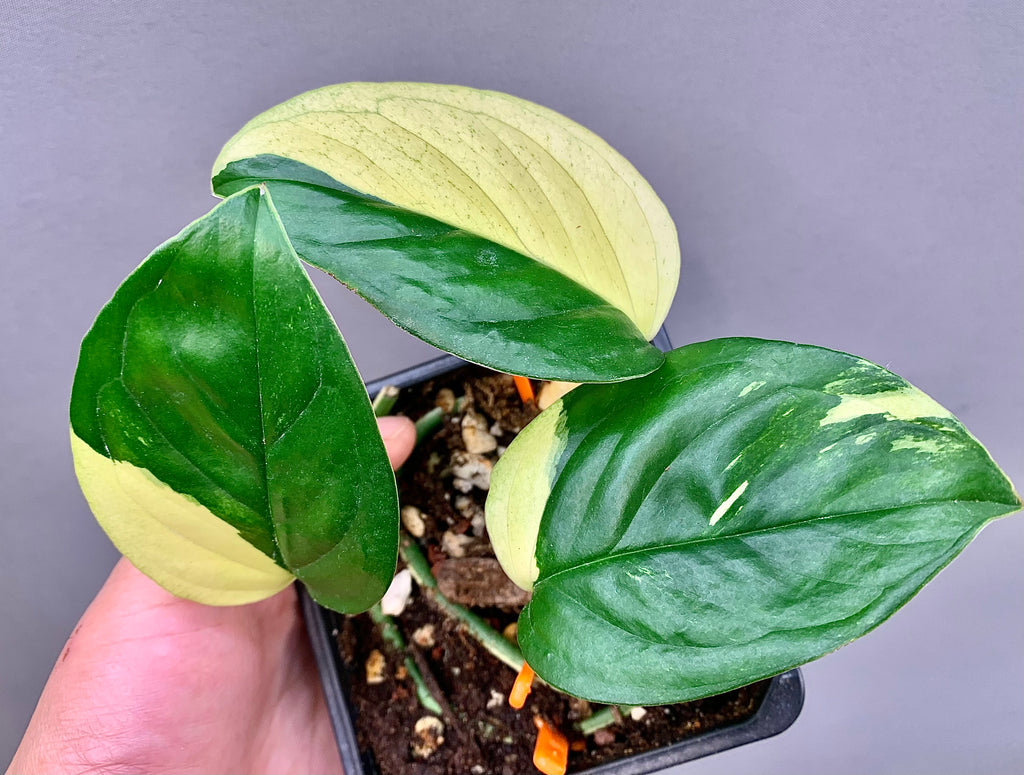 Exact Plant | Rare Monstera Acacoyaguensis Variegated #D  - High Variegation 3.5" Pot