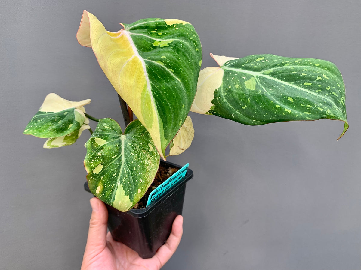 EXACT PLANT - Rare Variegated Philodendron Gloriosum Type 2 – 4" Pot