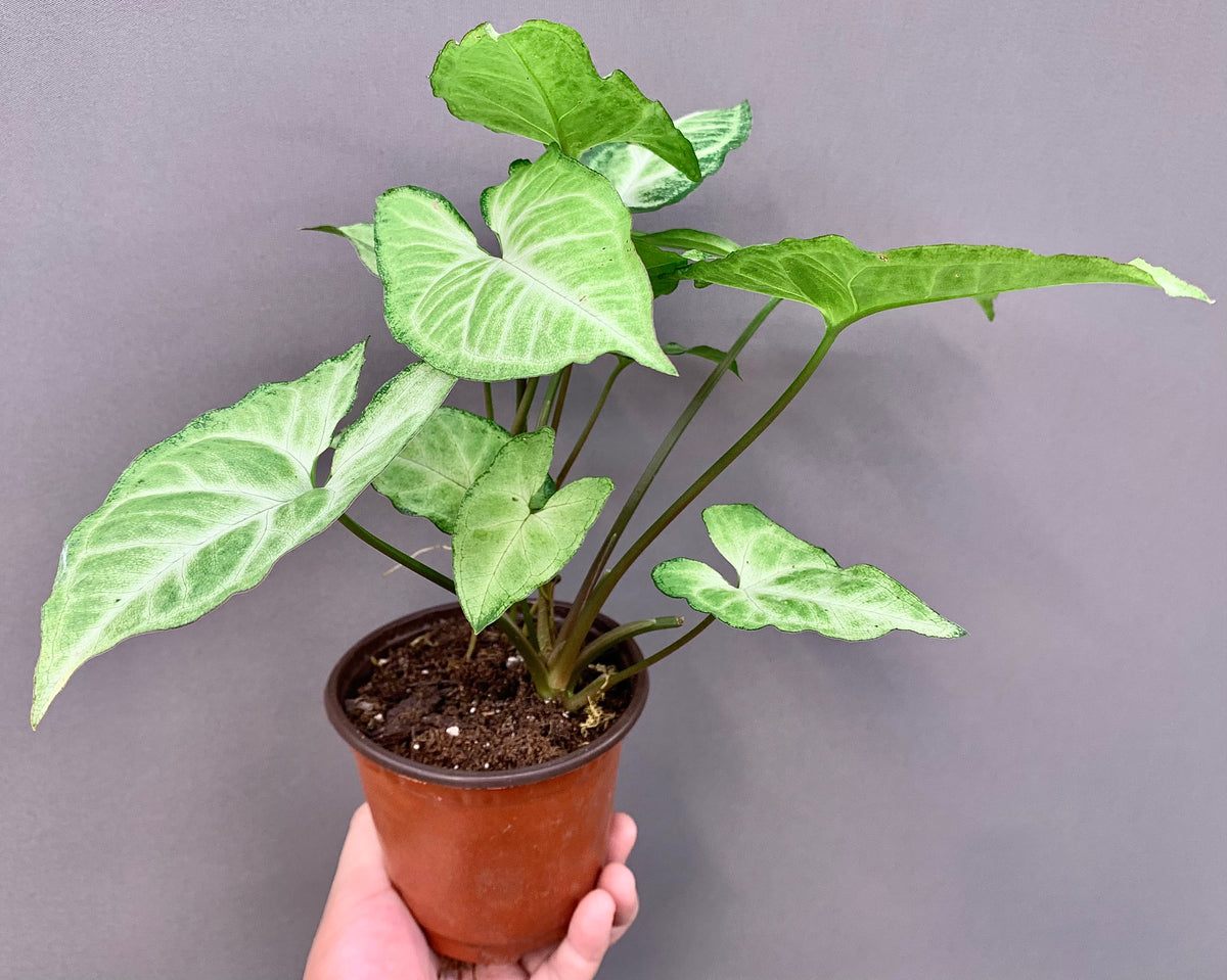Variegated Syngonium podophyllum Schott | Arrowhead Plant | 4” Pot | Live Indoor Houseplant