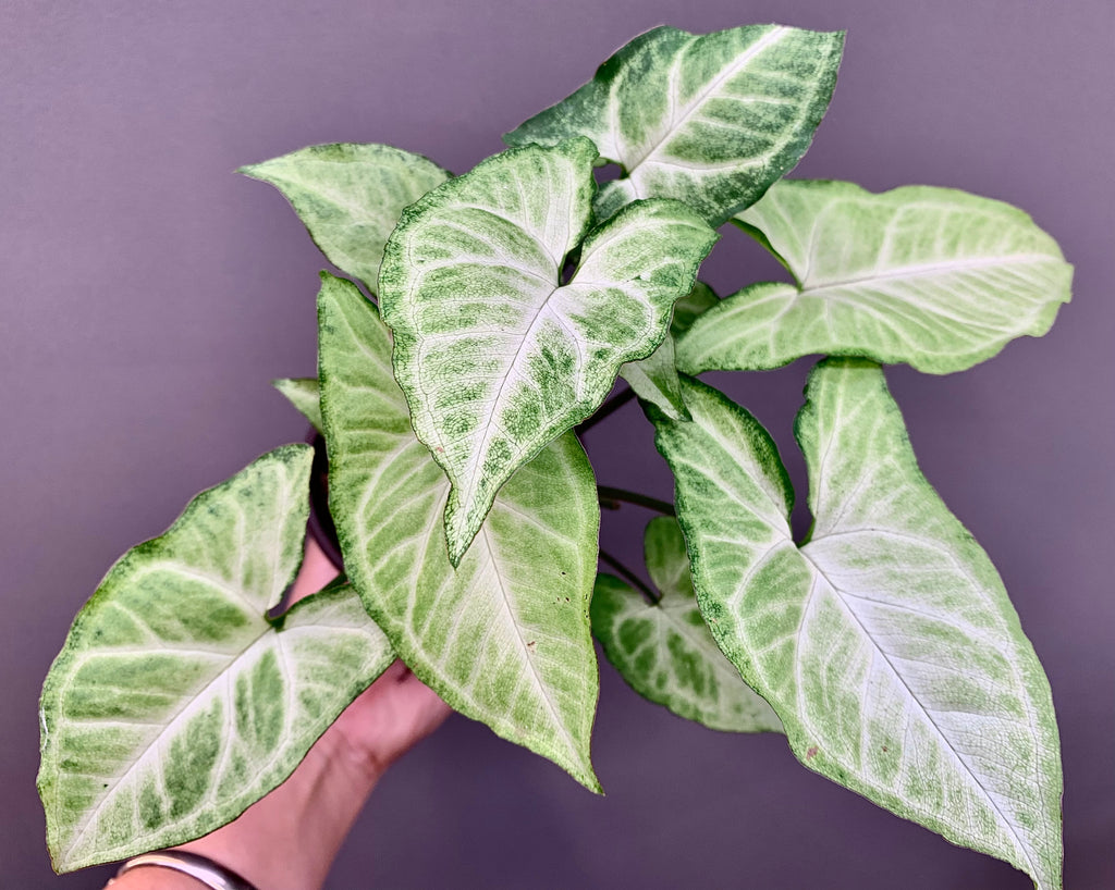 Variegated Syngonium podophyllum Schott | Arrowhead Plant | 4” Pot | Live Indoor Houseplant