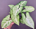 Variegated Syngonium podophyllum Schott | Arrowhead Plant | 4” Pot | Live Indoor Houseplant