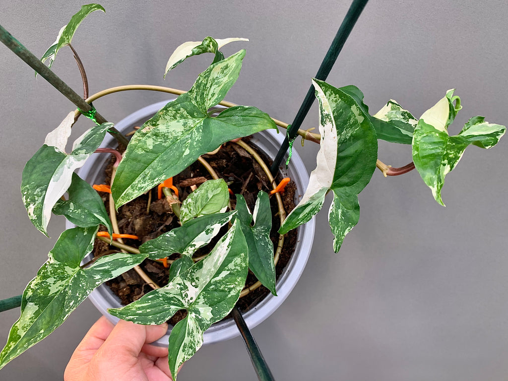 Exact plant — Syngonium Albo Variegata – 7” pot Established Plant – High White Variegation – Rooted