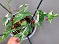 Exact plant — Syngonium Albo Variegata – 7” pot Established Plant – High White Variegation – Rooted