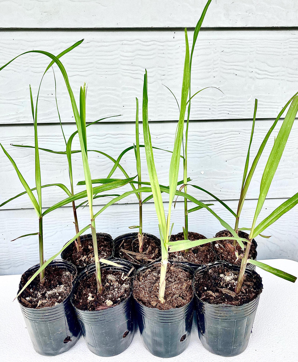 Starter Plant- Black Purple Sugarcane (Rooted Cutting, 1–8 Pack)