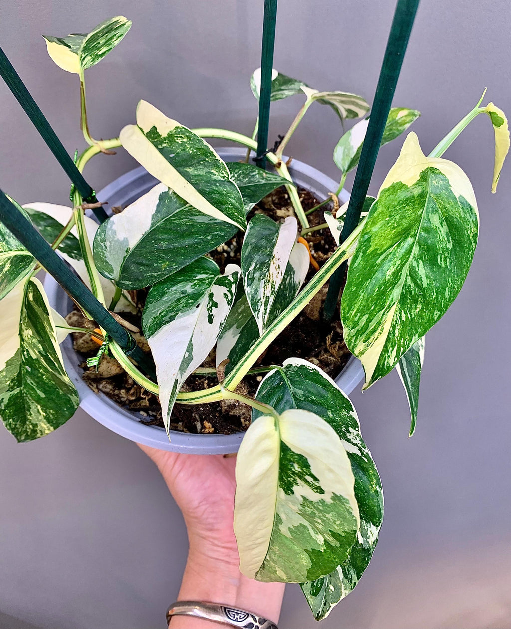 EXACT PLANT | Epipremnum Pinnatum Albo  Variegated – Highly Variegated Rare Aroid 7" Pot #F